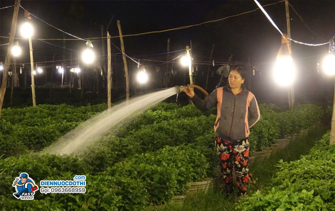 Lắp đặt đèn led cho các hộ kinh doanh trồng hoa Lắp đặt đèn led cho các hộ kinh doanh trồng hoa